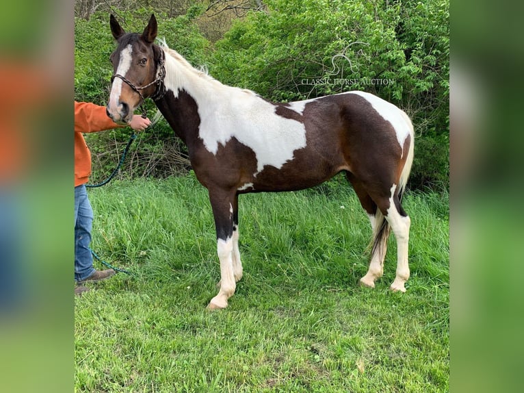 Tennessee walking horse Caballo castrado 12 años 122 cm Negro in Winchester,KY