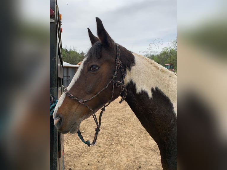 Tennessee walking horse Caballo castrado 12 años 122 cm Negro in Winchester,KY