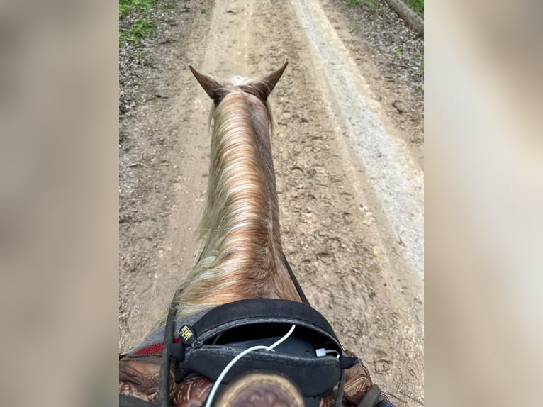 Tennessee walking horse Caballo castrado 12 años 132 cm Ruano alazán in Gerald, MO