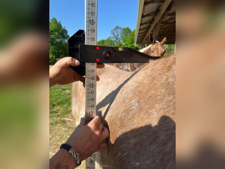 Tennessee walking horse Caballo castrado 12 años 132 cm Ruano alazán in Gerald, MO