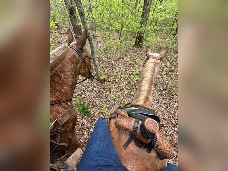 Tennessee walking horse Caballo castrado 12 años 132 cm Ruano alazán in Gerald, MO