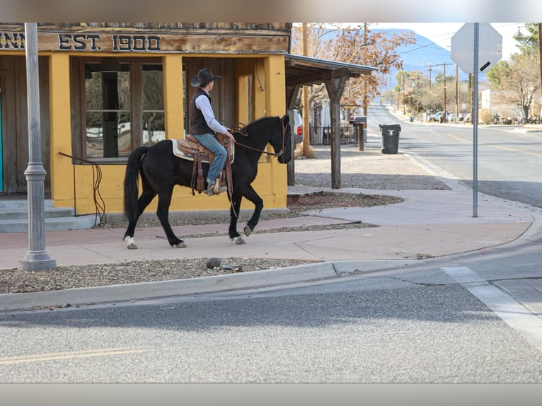 Tennessee walking horse Caballo castrado 12 años 142 cm Negro in Camp Verde AZ