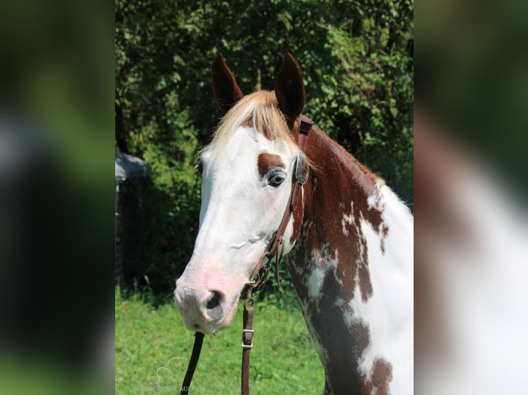 Tennessee walking horse Caballo castrado 12 años 142 cm Tobiano-todas las-capas in Rockholds, KY