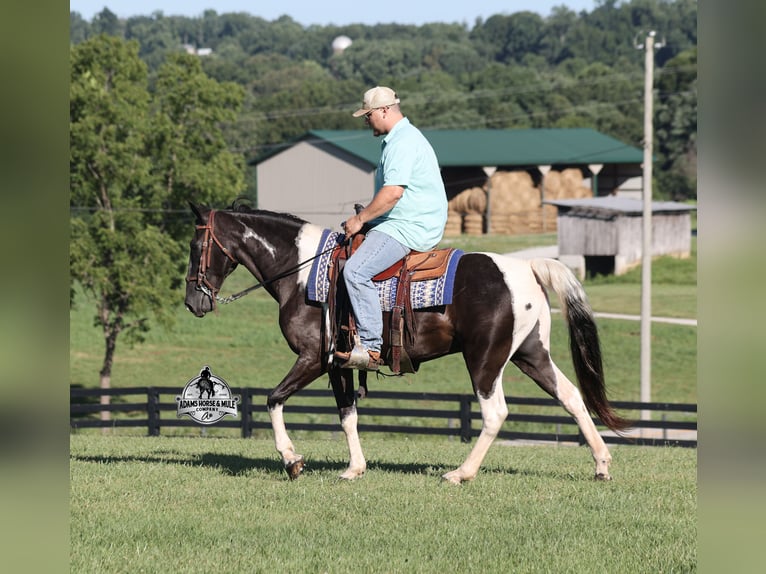 Tennessee walking horse Caballo castrado 12 años 142 cm Tobiano-todas las-capas in Mount Vernon