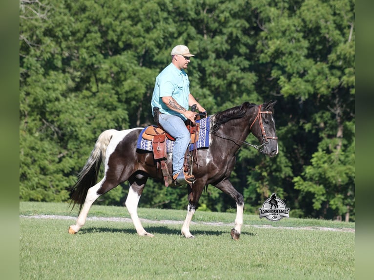 Tennessee walking horse Caballo castrado 12 años 142 cm Tobiano-todas las-capas in Mount Vernon