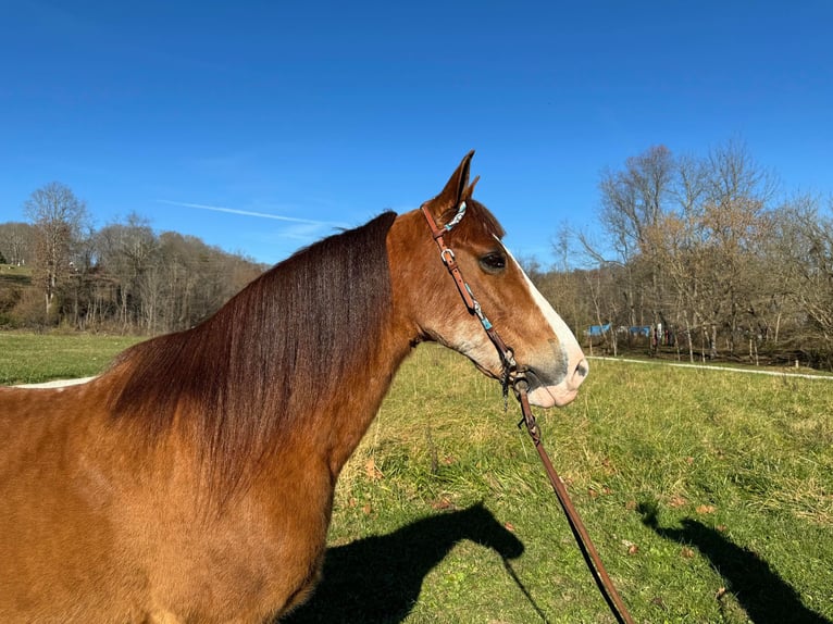 Tennessee walking horse Caballo castrado 12 años 150 cm in Moscow OH