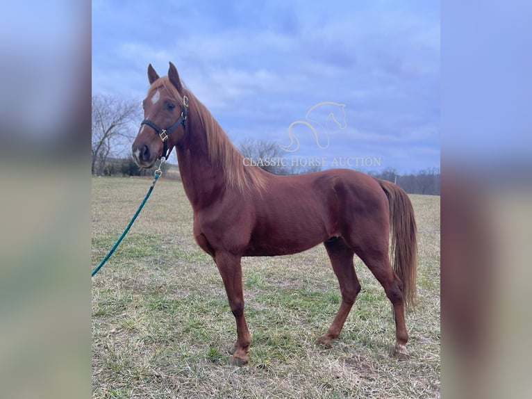 Tennessee walking horse Caballo castrado 12 años 152 cm Alazán rojizo in Breeding, KY