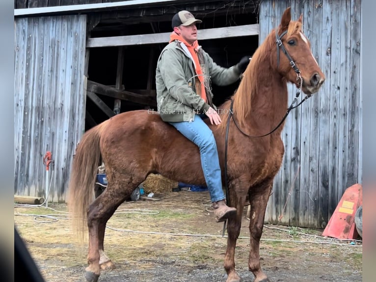 Tennessee walking horse Caballo castrado 12 años 152 cm Alazán rojizo in Breeding, KY