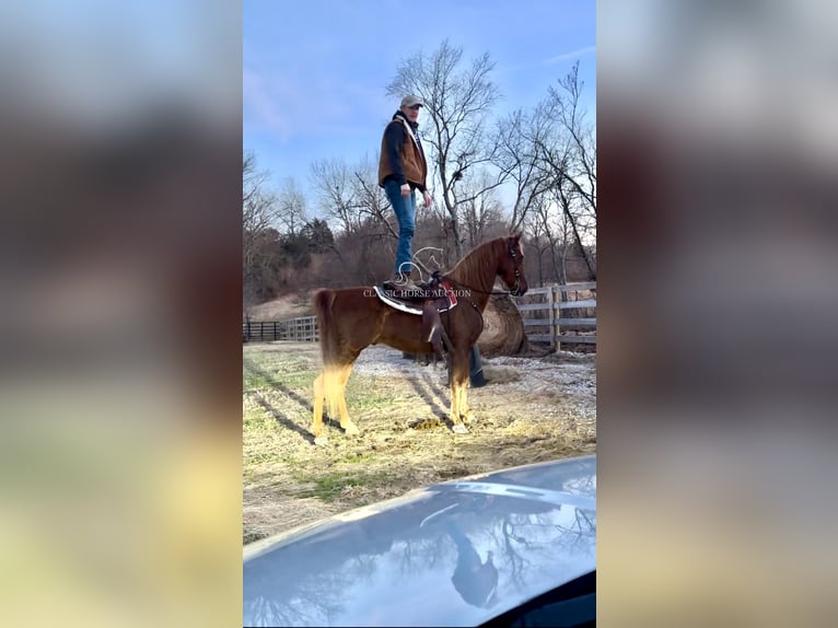 Tennessee walking horse Caballo castrado 12 años 152 cm Alazán rojizo in Breeding, KY