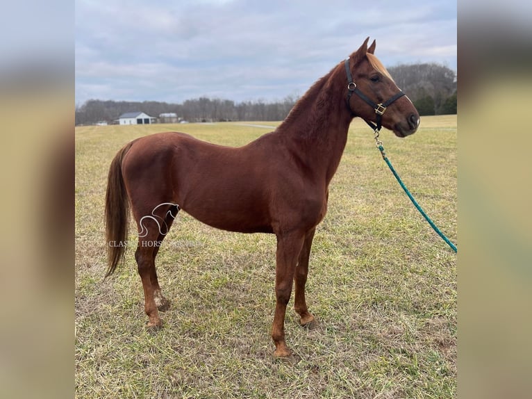 Tennessee walking horse Caballo castrado 12 años 152 cm Alazán rojizo in Breeding, KY