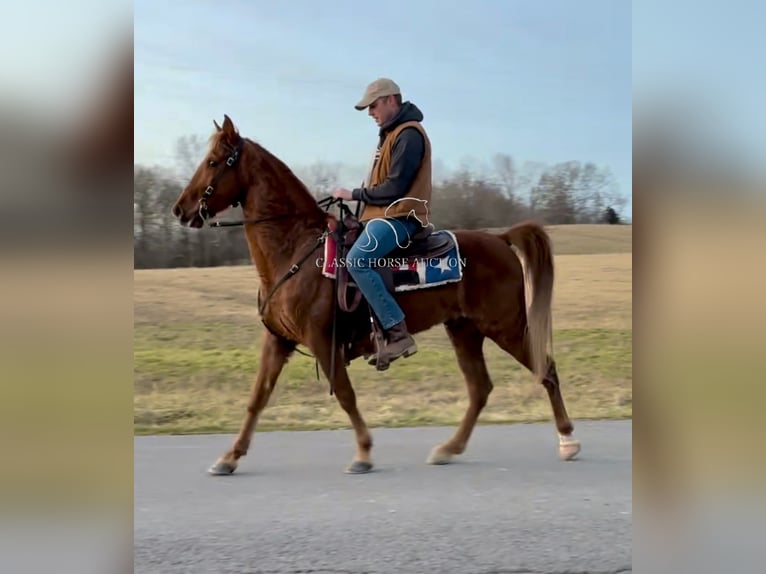 Tennessee walking horse Caballo castrado 12 años 152 cm Alazán rojizo in Breeding, KY