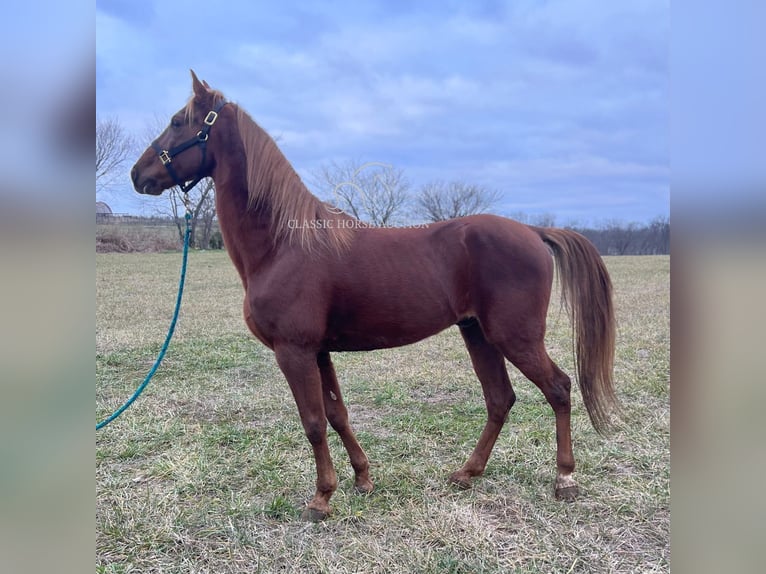 Tennessee walking horse Caballo castrado 12 años 152 cm Alazán rojizo in Breeding, KY