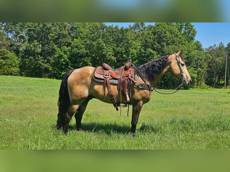 Tennessee walking horse Caballo castrado 12 años 152 cm Buckskin/Bayo in Gillsville, ga