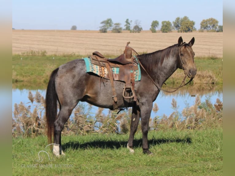 Tennessee walking horse Caballo castrado 12 años 152 cm Buckskin/Bayo in Charleston, KY