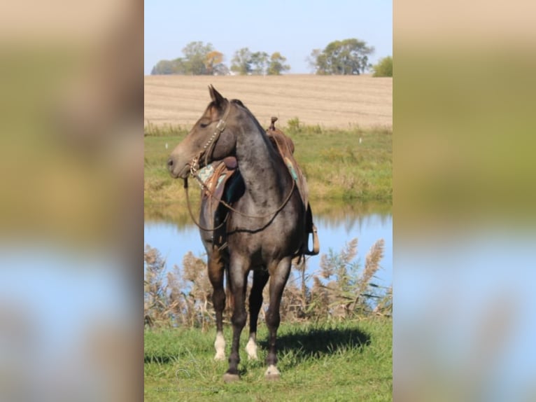 Tennessee walking horse Caballo castrado 12 años 152 cm Buckskin/Bayo in Charleston, KY