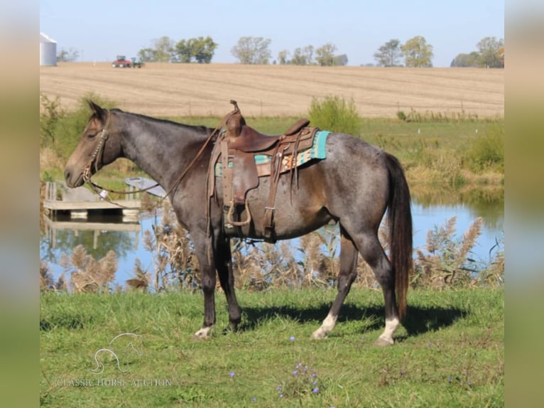 Tennessee walking horse Caballo castrado 12 años 152 cm Buckskin/Bayo in Charleston, KY