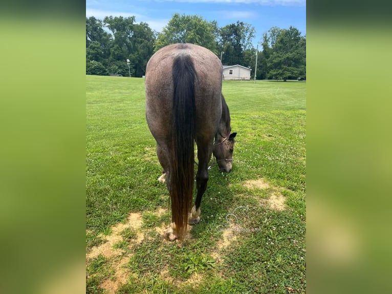 Tennessee walking horse Caballo castrado 12 años 152 cm Buckskin/Bayo in Charleston, KY