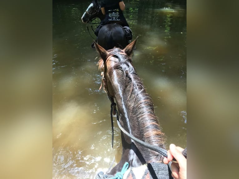 Tennessee walking horse Caballo castrado 12 años 152 cm Buckskin/Bayo in Charleston, KY