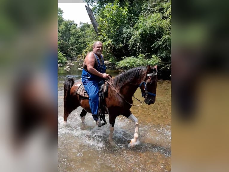 Tennessee walking horse Caballo castrado 12 años 152 cm Castaño rojizo in Campbellsville, KY