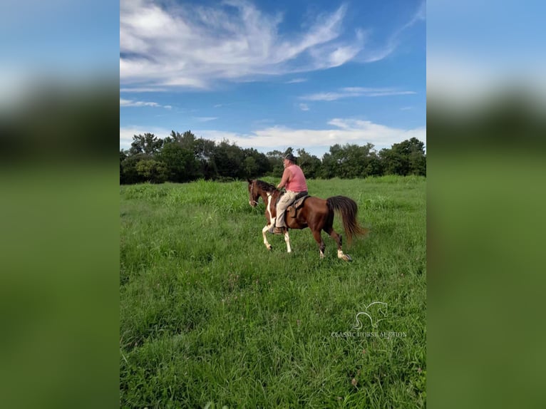 Tennessee walking horse Caballo castrado 12 años 152 cm Castaño rojizo in Campbellsville, KY