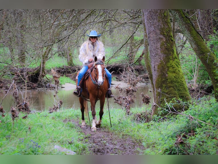 Tennessee walking horse Caballo castrado 12 años 152 cm Musgo marrón in Flemingsburg Ky