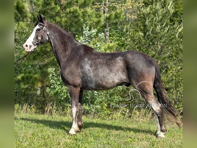 Tennessee walking horse Caballo castrado 12 años 152 cm Negro in Whitley City, KY