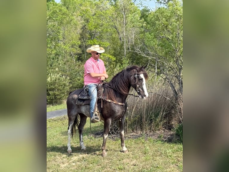 Tennessee walking horse Caballo castrado 12 años 152 cm Negro in Whitley City, KY