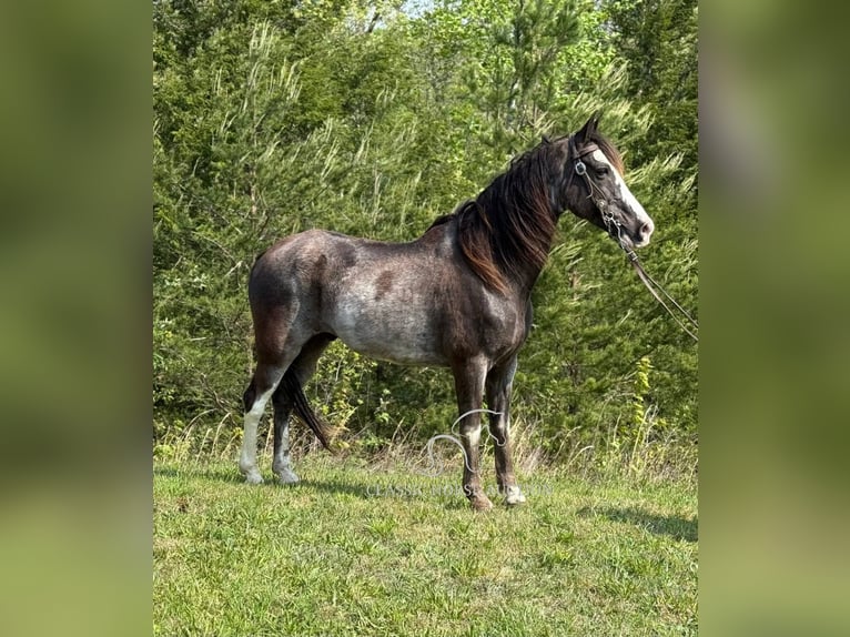 Tennessee walking horse Caballo castrado 12 años 152 cm Negro in Whitley City, KY