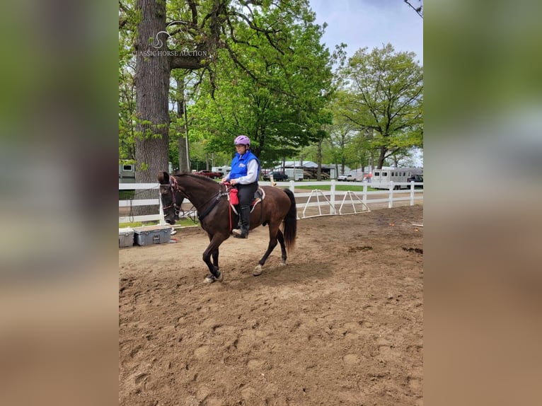 Tennessee walking horse Caballo castrado 12 años 152 cm Negro in Boon, MI