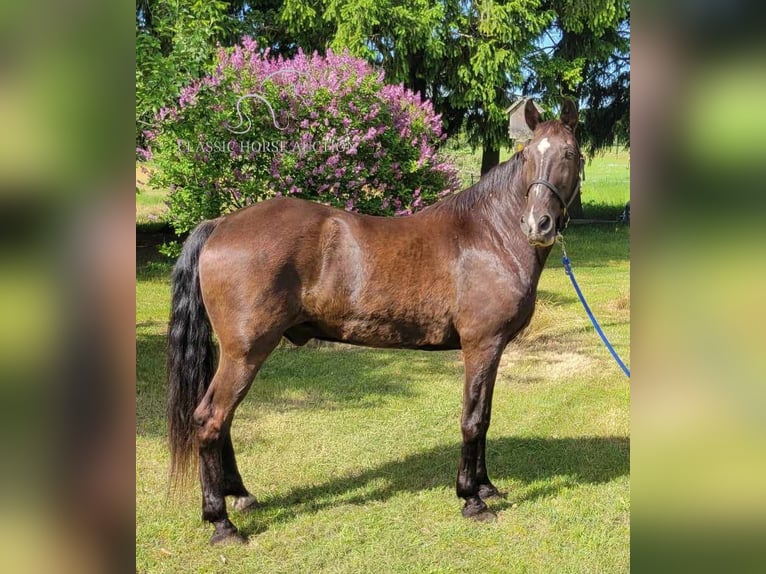 Tennessee walking horse Caballo castrado 12 años 152 cm Negro in Boon, MI