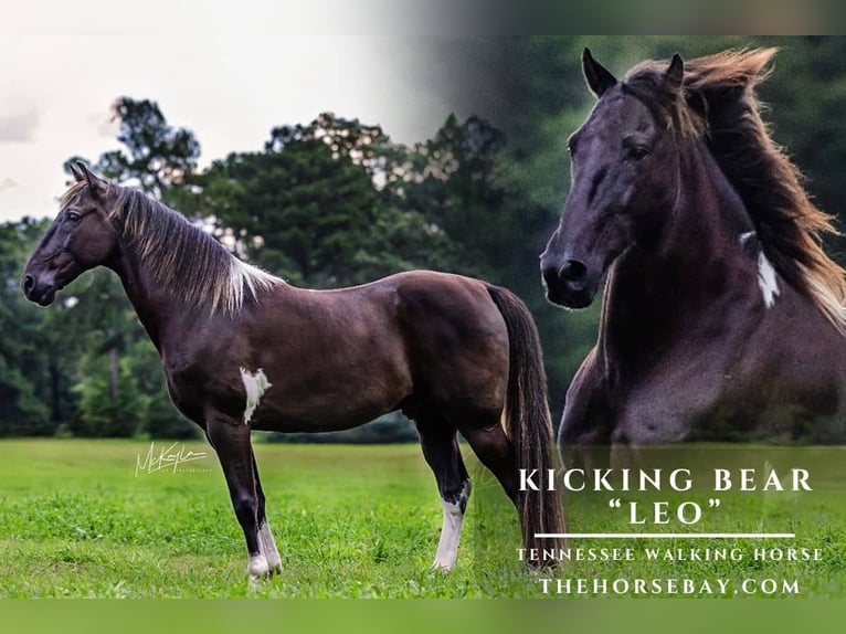 Tennessee walking horse Caballo castrado 12 años 152 cm Negro in Poplarville, MS