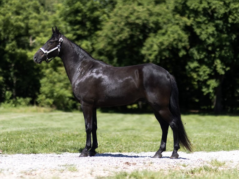 Tennessee walking horse Caballo castrado 12 años 152 cm Negro in Marble Hill