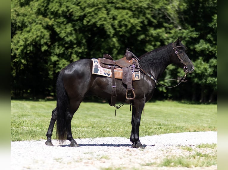Tennessee walking horse Caballo castrado 12 años 152 cm Negro in Marble Hill