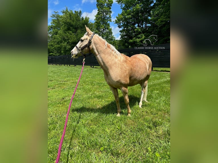 Tennessee walking horse Caballo castrado 12 años 152 cm Palomino in Oak Ridge, TN