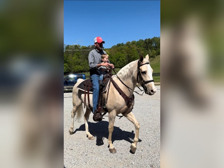 Tennessee walking horse Caballo castrado 12 años 152 cm Palomino in Oak Ridge, TN