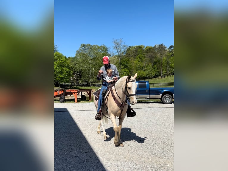 Tennessee walking horse Caballo castrado 12 años 152 cm Palomino in Oak Ridge, TN