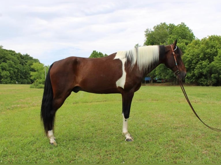 Tennessee walking horse Caballo castrado 12 años 152 cm Tobiano-todas las-capas in Salyersville Ky