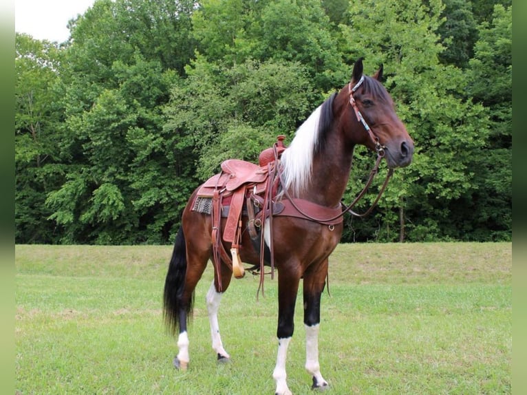 Tennessee walking horse Caballo castrado 12 años 152 cm Tobiano-todas las-capas in Salyersville Ky