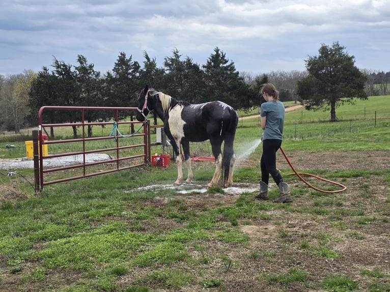 Tennessee walking horse Caballo castrado 12 años 152 cm Tobiano-todas las-capas in Vienna, MO