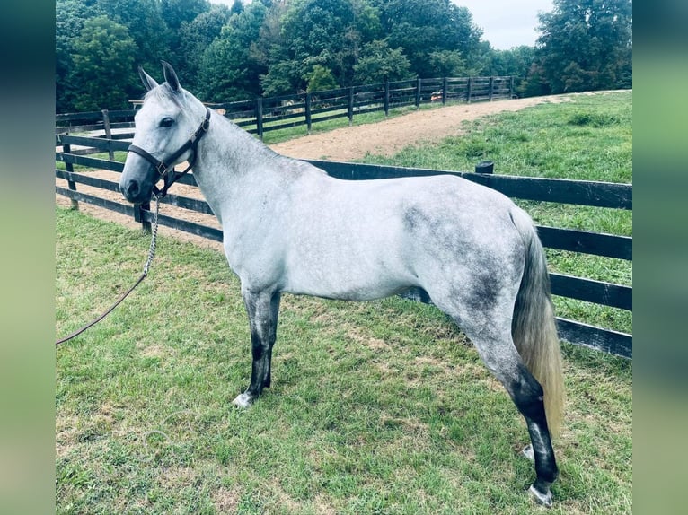 Tennessee walking horse Caballo castrado 12 años 152 cm Tordo in Tompkinsville,KY