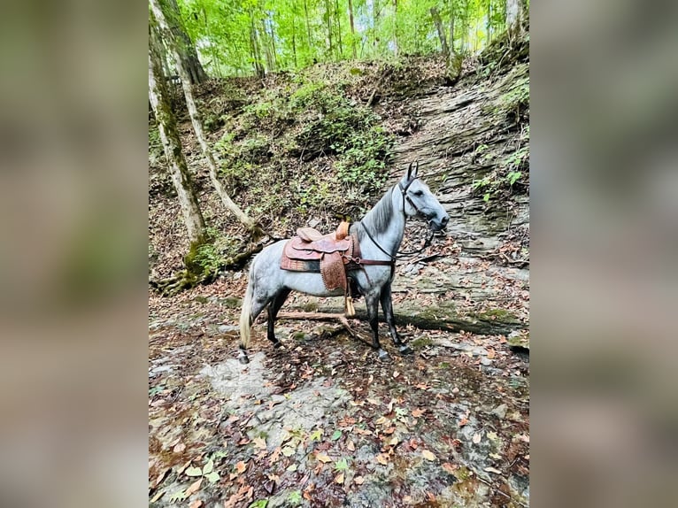 Tennessee walking horse Caballo castrado 12 años 152 cm Tordo in Tompkinsville,KY