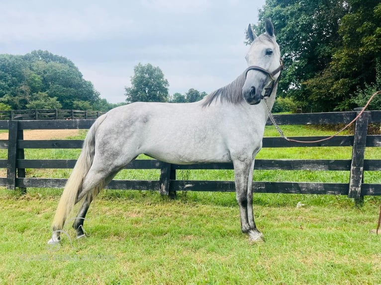 Tennessee walking horse Caballo castrado 12 años 152 cm Tordo in Tompkinsville,KY