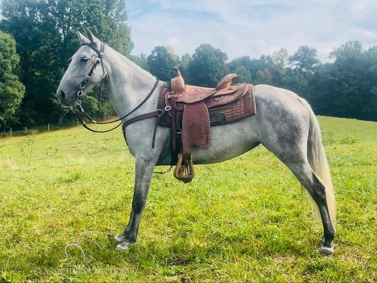 Tennessee walking horse Caballo castrado 12 años 152 cm Tordo in Tompkinsville,KY