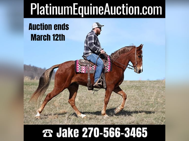 Tennessee walking horse Caballo castrado 12 años 155 cm Alazán rojizo in Jamestown KY