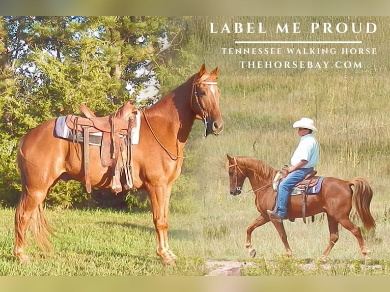 Tennessee walking horse Caballo castrado 12 años 155 cm Alazán-tostado in Calhan, CO