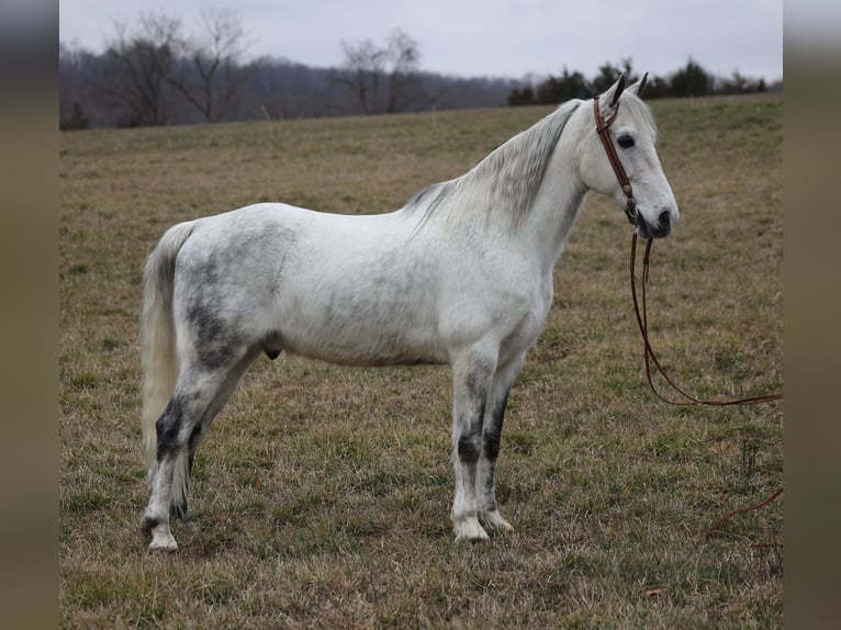 Tennessee walking horse Caballo castrado 12 años 155 cm Tordo rodado in Whitley City KY