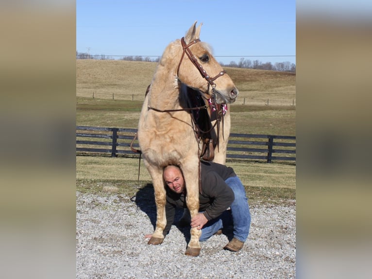 Tennessee walking horse Caballo castrado 12 años 157 cm Palomino in Mount vernon Ky