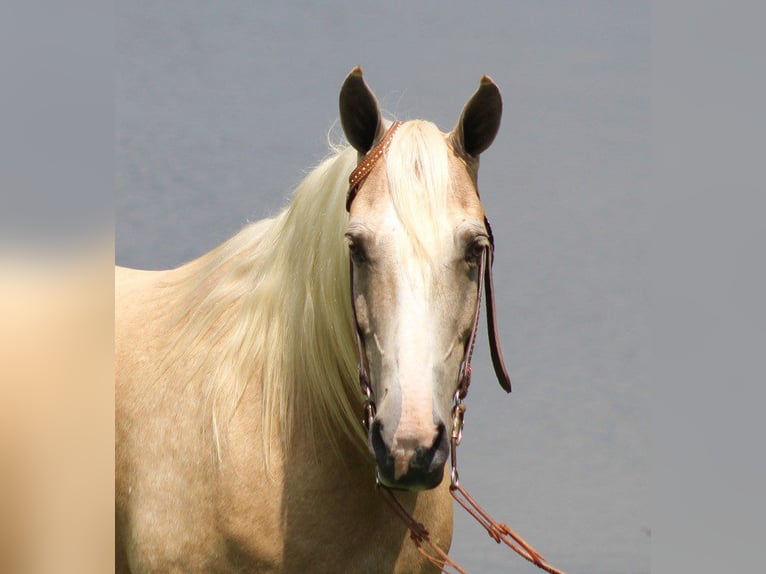 Tennessee walking horse Caballo castrado 12 años 157 cm Palomino in Brodhead, Ky
