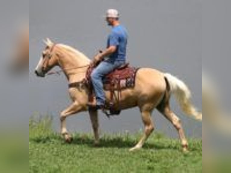 Tennessee walking horse Caballo castrado 12 años 157 cm Palomino in Whitley City KY