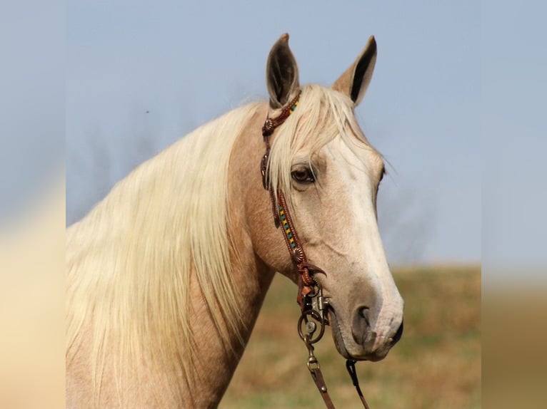 Tennessee walking horse Caballo castrado 12 años 157 cm Palomino in Whitley City KY
